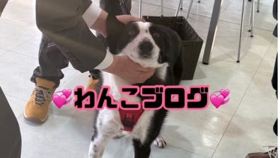 苫小牧店【いけめんワンコ✨】